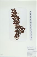 厚葉馬尾藻藏品圖，第1張
