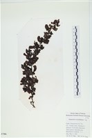 厚葉馬尾藻藏品圖，第1張