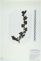 厚葉馬尾藻藏品圖，第1張