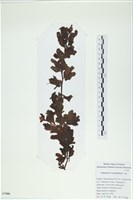 厚葉馬尾藻藏品圖，第1張