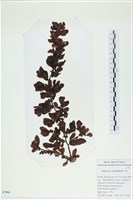 厚葉馬尾藻藏品圖，第1張