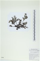 登錄號:A00007518藏品圖，第3張
