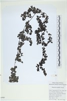 Accession Number:A00007523 Collection Image, Figure 1, Total 2 Figures