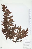 登錄號:A00007556藏品圖，第1張