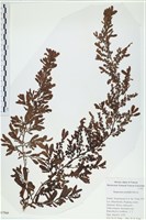 登錄號:A00007560藏品圖，第1張