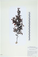 登錄號:A00007571藏品圖，第1張