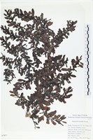 登錄號:A00007577藏品圖，第1張