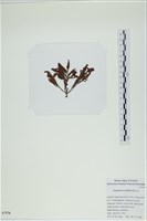 登錄號:A00007578藏品圖，第3張