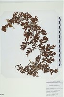登錄號:A00007581藏品圖，第1張