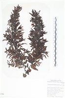 登錄號:A00007584藏品圖，第1張