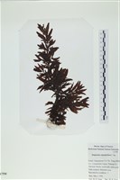 登錄號:A00007590藏品圖，第1張