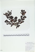 厚葉馬尾藻藏品圖，第1張