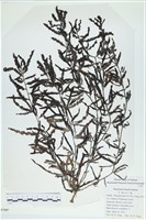 登錄號:A00007607藏品圖，第1張