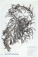 登錄號:A00007608藏品圖，第1張