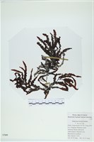 登錄號:A00007609藏品圖，第1張
