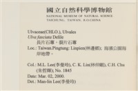 長片石蓴, 裂片石蓴藏品圖，第2張