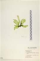 長片石蓴, 裂片石蓴藏品圖，第3張