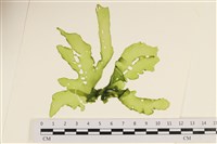 長片石蓴, 裂片石蓴藏品圖，第1張