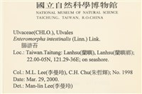 腸滸苔, 河石髮藏品圖，第2張