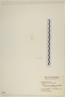腸滸苔, 河石髮藏品圖，第3張