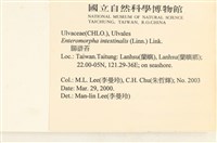 腸滸苔, 河石髮藏品圖，第2張