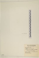 腸滸苔, 河石髮藏品圖，第3張
