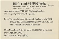 指枝藻藏品圖，第2張