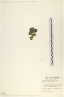 指枝藻藏品圖，第3張