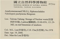 指枝藻藏品圖，第2張