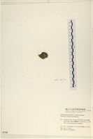 指枝藻藏品圖，第3張