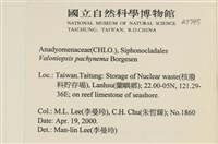 指枝藻藏品圖，第2張