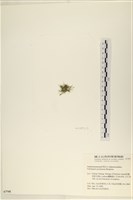 指枝藻藏品圖，第3張