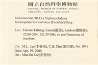 網球藻藏品圖，第2張