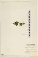 網球藻藏品圖，第3張