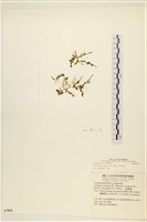 館號:A00007810藏品圖，第1張