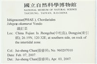 石牙藻, 石牙菜, 鐵釘菜藏品圖，第2張