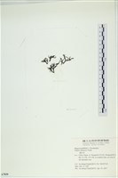 石牙藻, 石牙菜, 鐵釘菜藏品圖，第3張