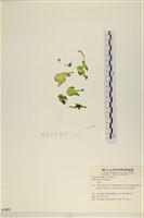 登錄號:A00007832藏品圖，第1張