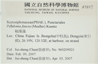西洋葉苔藏品圖，第2張