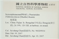 西洋葉苔藏品圖，第2張
