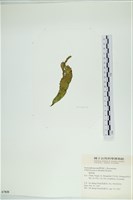 西洋葉苔藏品圖，第1張