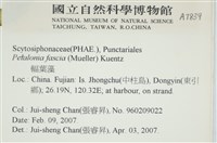 西洋葉苔藏品圖，第2張