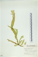 西洋葉苔藏品圖，第1張