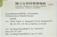 西洋葉苔藏品圖，第2張