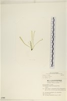 登錄號:A00007842藏品圖，第1張