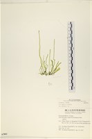 登錄號:A00007843藏品圖，第1張