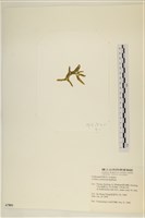 登錄號:A00007851藏品圖，第3張