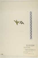 登錄號:A00007852藏品圖，第3張