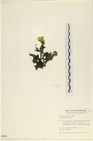 石蓴藏品圖，第3張