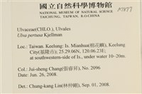 石蓴藏品圖，第2張